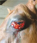 African Horse Sickness AHS Vaccine - Image 2