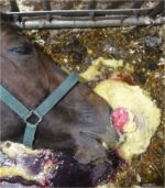 African Horse Sickness AHS Vaccine - Image 3
