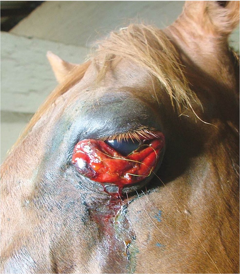 African Horse Sickness