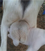 Brucella Melitensis Rev-1 Vaccine 25 Doses - Image 3