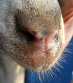 Contagious Caprine Pleuropneumonia CCPP Vaccine 100 Doses - Image 5