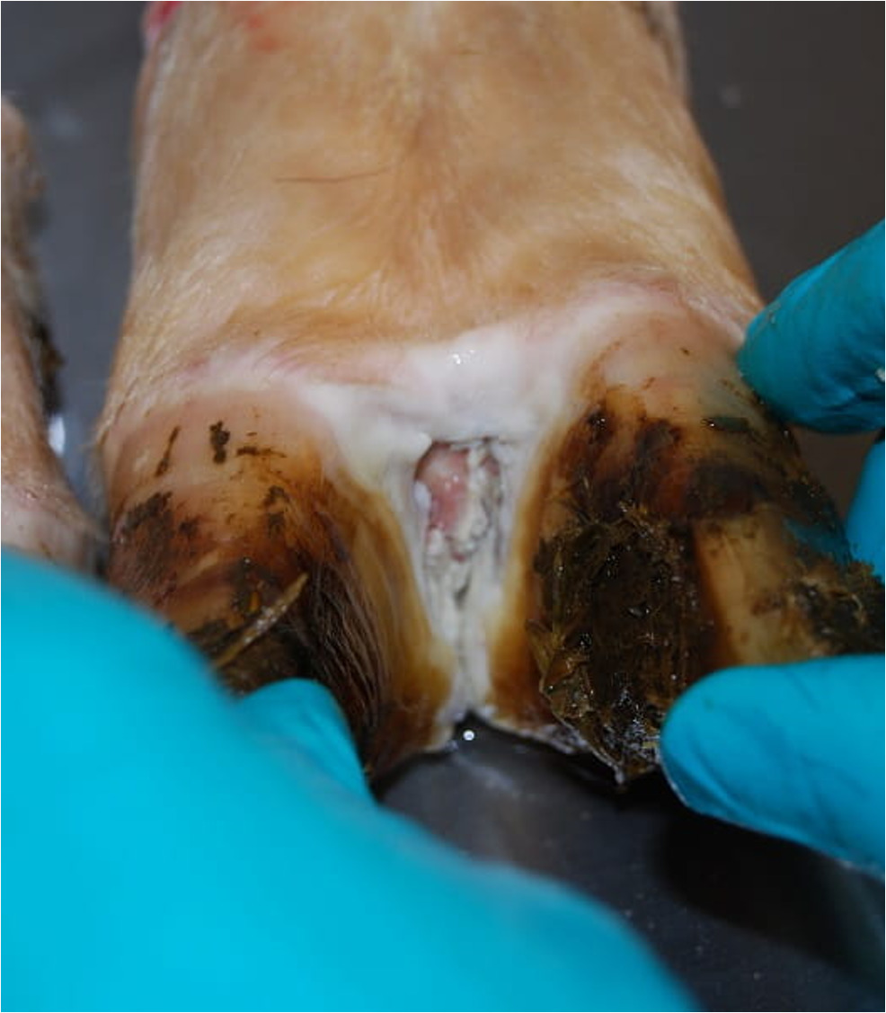 Foot and Mouth disease foot lesion