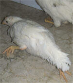 Mareks Disease Vaccine 1,000 Doses - Image 4
