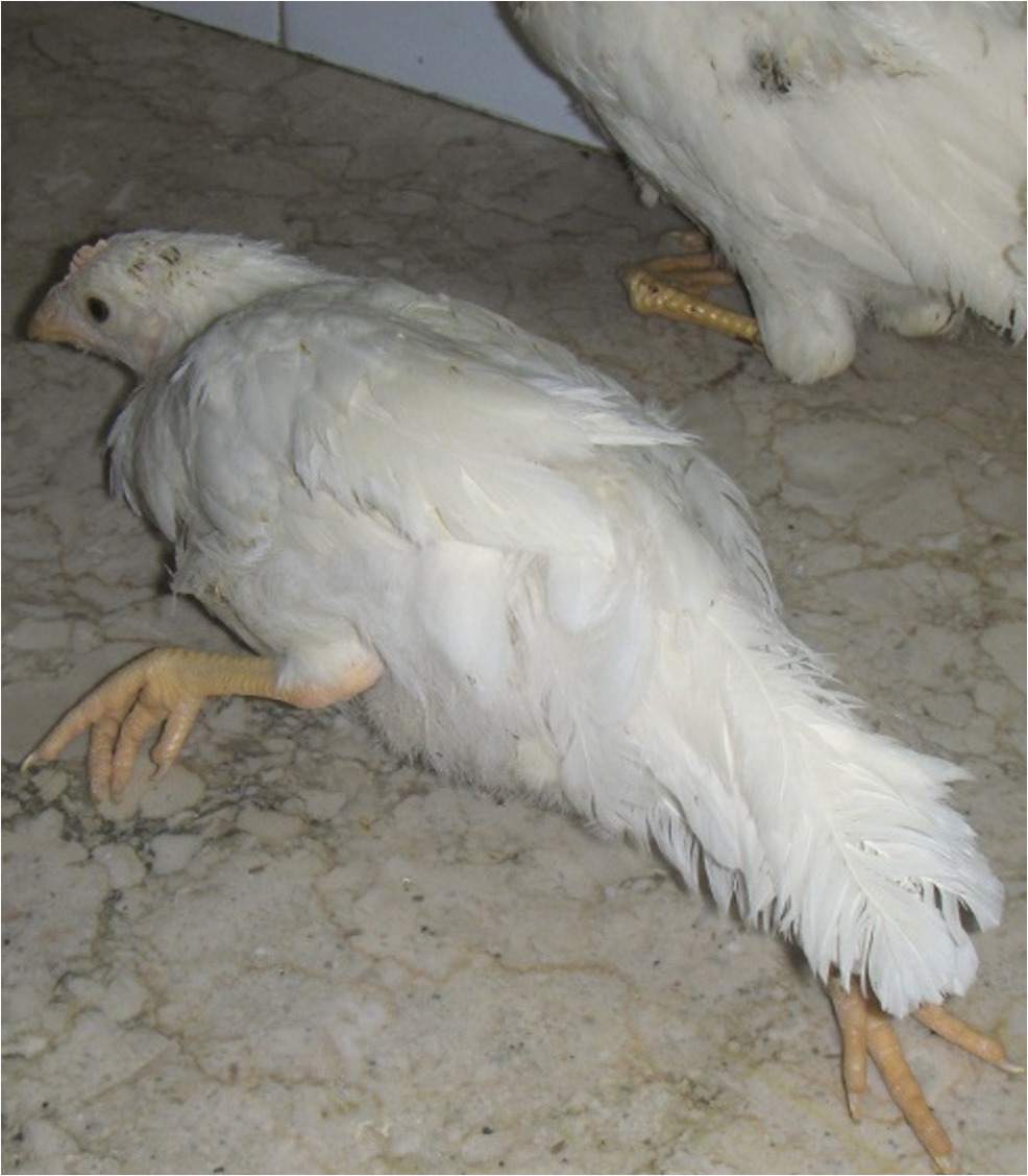 Mareks Disease