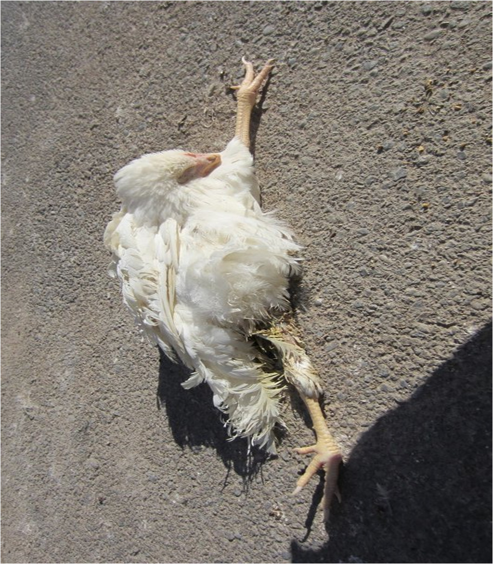 Mareks Disease