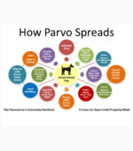 Canine Parvovirus Vaccine 1 Dose - Image 3