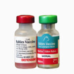 Rabies Disease Vaccine 1 Dose