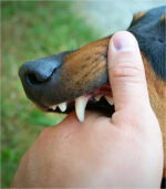 Rabies Disease Vaccine 1 Dose - Image 6