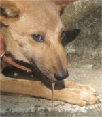 Rabies Disease Vaccine 1 Dose - Image 7